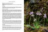Pinguicula of the Temperate North