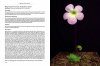 Pinguicula of Latin America