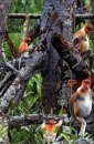 Proboscis Monkeys of Borneo