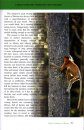 Proboscis Monkeys of Borneo