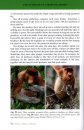 Proboscis Monkeys of Borneo