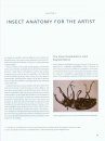 Drawing and Painting Insects