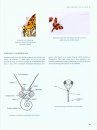 Drawing and Painting Insects