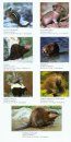A Field Guide to Wildlife of the Rocky Mountains