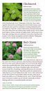 A Field Guide to Medicinal Wild Plants of Canada