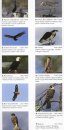 A Field Guide to Birds of the Pacific Northwest
