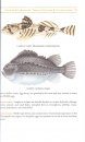Field Guide to Fishes of the Chesapeake Bay