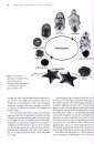 Starfish: Biology and Ecology of the Asteroidea