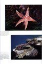 Starfish: Biology and Ecology of the Asteroidea