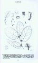 Flore du Cameroun, Volume 37