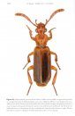 Catalogue of Geadephaga (Coleoptera, Adephaga) of America, North of Mexico, Part 3