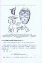 Fauna Sinica: Insecta, Volume 50: Diptera: Syrphidae [Chinese]