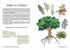 A Pocket Guide to Plants and Gardening