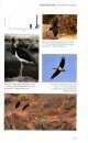 Rare Birds of the Canary Islands / Aves Raras de las Islas Canarias