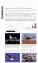 Rare Birds of the Canary Islands / Aves Raras de las Islas Canarias