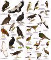 Belize: Birds
