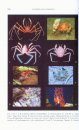 The Crustacea, Volume 9, Part C: Brachyura (2-Volume Set)