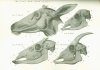 An Atlas of Animal Anatomy for Artists