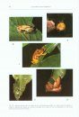 Les Rainettes du Cameroun (Amphibiens Anoures) [The Hylid Frogs of Cameroon]