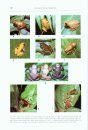 Les Rainettes du Cameroun (Amphibiens Anoures) [The Hylid Frogs of Cameroon]