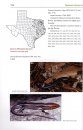 Amphibians and Reptiles of Texas