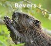 Bevers [Beavers]