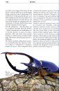 Giant Beetles of the Genera Dynastes and Megasoma