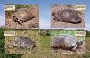 Maurische Landschildkröten (Testudo graeca)