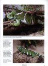 Iguanas: A Pictorial Guide to Iguanas of the World and Their Care in Captivity
