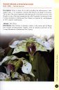 A Guide to Dendrobium of New Guinea