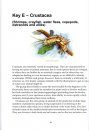 Guide to Freshwater Invertebrates