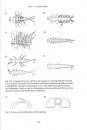 Guide to Freshwater Invertebrates