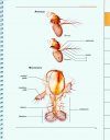 Atlas of Drosophila Morphology