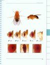 Atlas of Drosophila Morphology