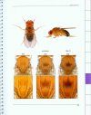 Atlas of Drosophila Morphology