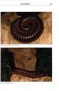 Millipedes