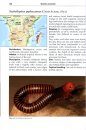 Millipedes