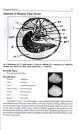 Identification of Marine and Freshwater Molluscs Shells [of India]