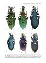 Cychrus, Calosoma et Carabus de Chine [Cychrus, Calosoma and Carabus of China]