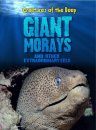 Giant Morays and Other Extraordinary Eels