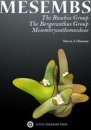 Mesembs: The Ruschia Group, The Bergeranthus Group & Mesembryanthemoideae