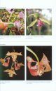 Orchids of Tropical America