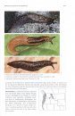 Land Snails and Slugs of the Pacific Northwest