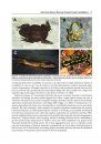 Amphibian Biology, Volume 11, Part 3