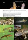 Amphibians and Reptiles