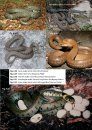 Amphibians and Reptiles