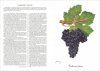 Illustrated Historical Universal Ampelography / Ampelografia Universale Storica Illustrata (3-Volume Set)