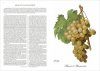 Illustrated Historical Universal Ampelography / Ampelografia Universale Storica Illustrata (3-Volume Set)