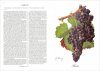 Illustrated Historical Universal Ampelography / Ampelografia Universale Storica Illustrata (3-Volume Set)