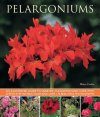 Pelargoniums: An Illustrated Guide to Varieties, Cultivation and Care